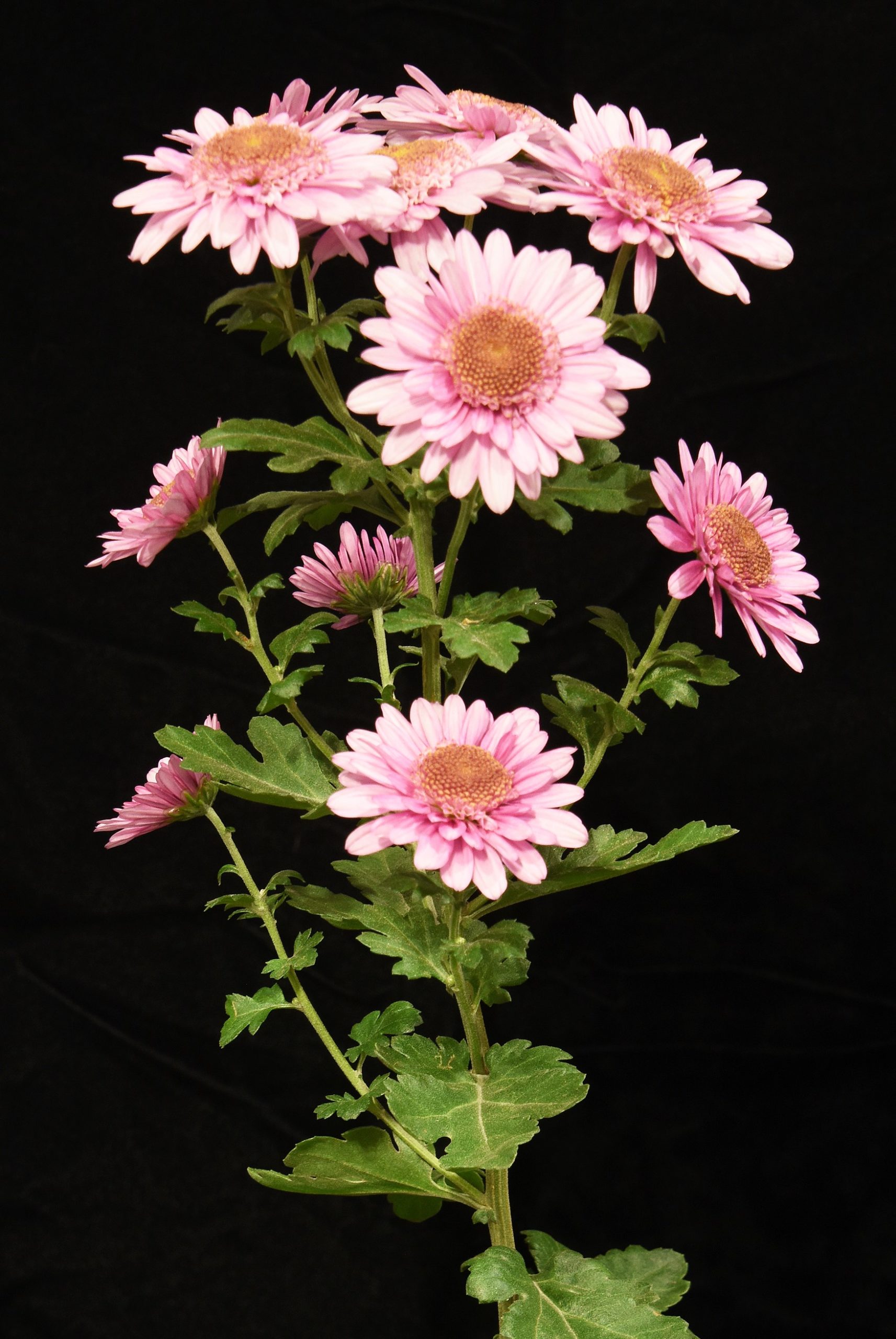 BestYouthEntry_RiverWherley_FRANBAKER The National Chrysanthemum Society Inc. USA