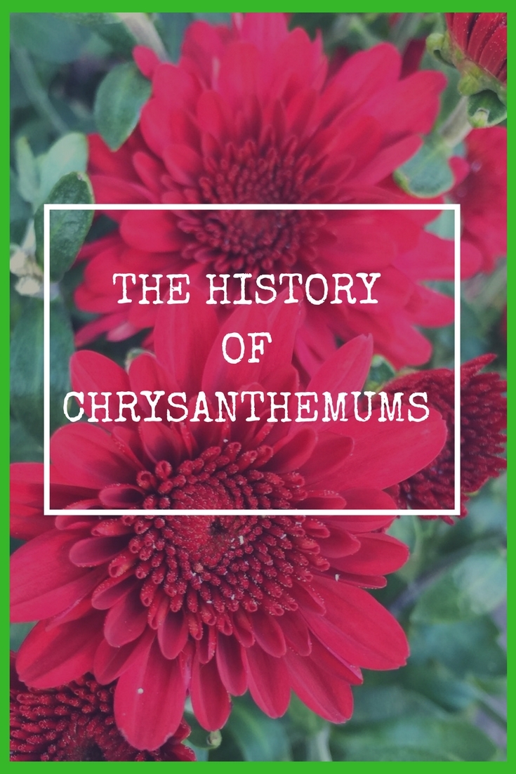 chrysanthemums – The National Chrysanthemum Society Inc. USA