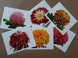 Chrysanthemum Note Cards