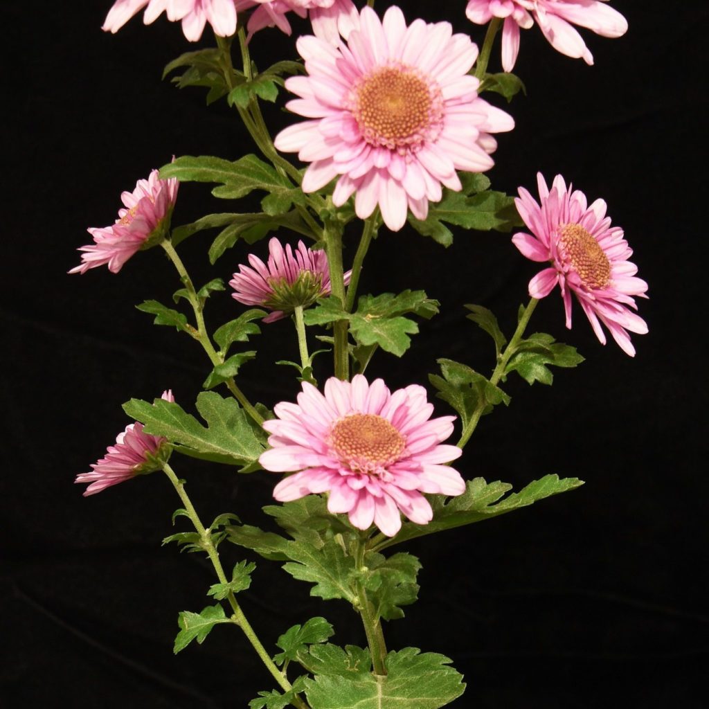 Fran Baker as a Spray - Class 8