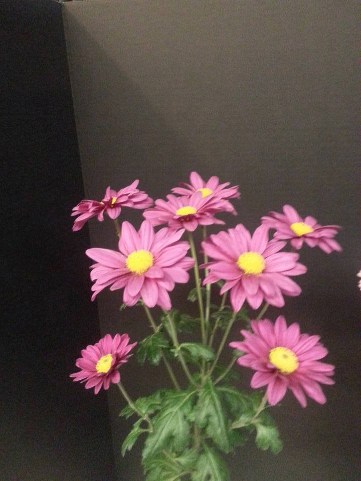 Balsas as a Spray - Class 7