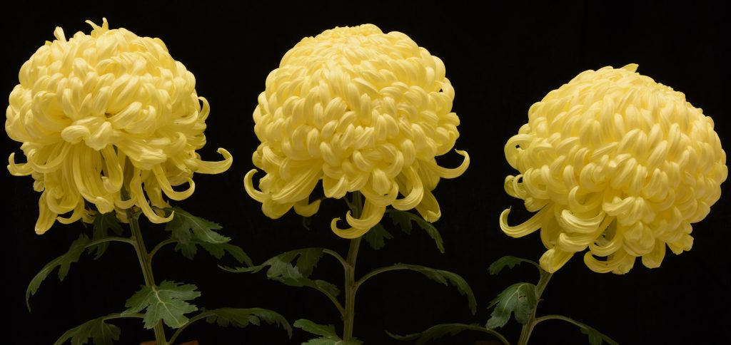 Houston as 3 Disbuds - Class 1