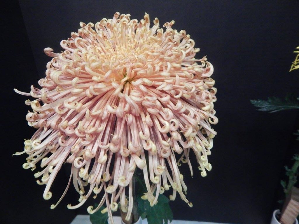 Dusky Queen - Class 11