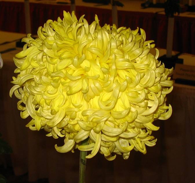 Gigantic Golden - Class 1 (2)