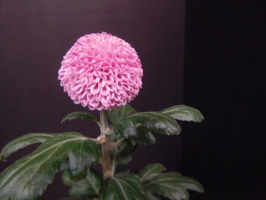 Lavender Pixie - Class 6