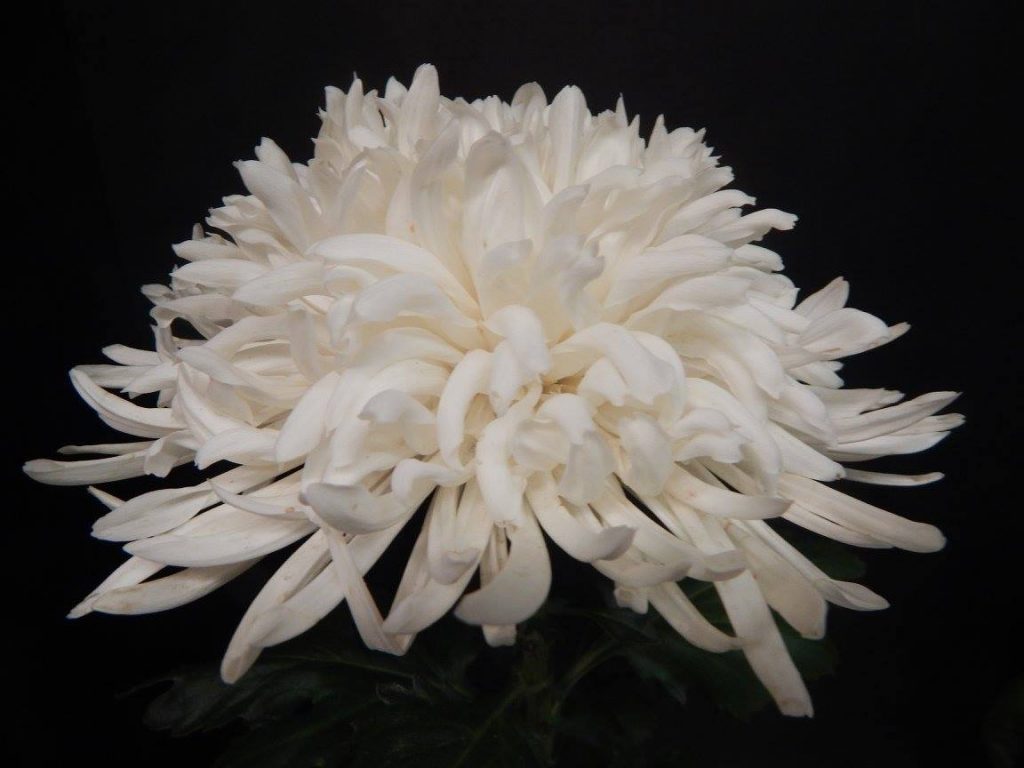 Lone Star - Class 13