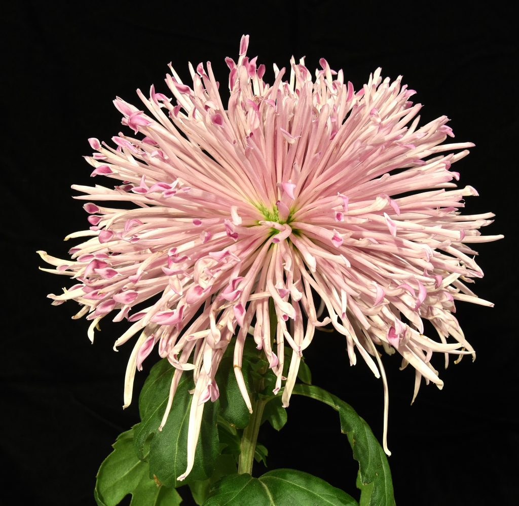 Lola - Class 10 (11)