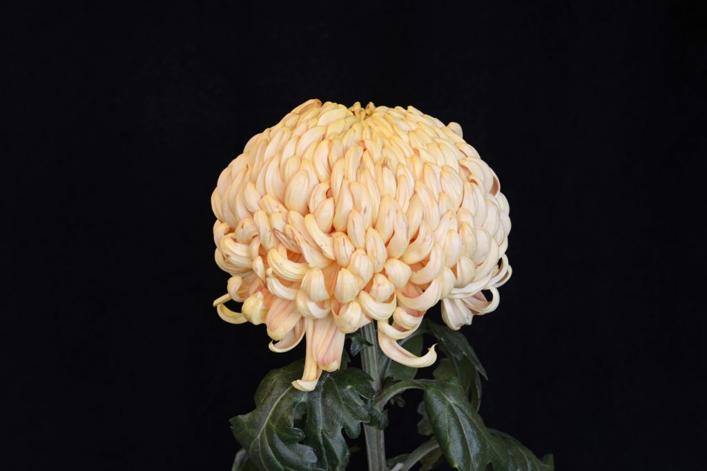 Autumn Crown - Class 1