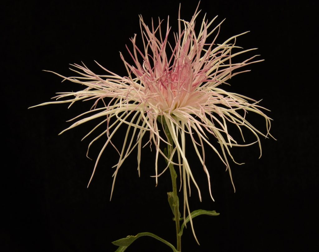 Wisp of Pink - Class 12