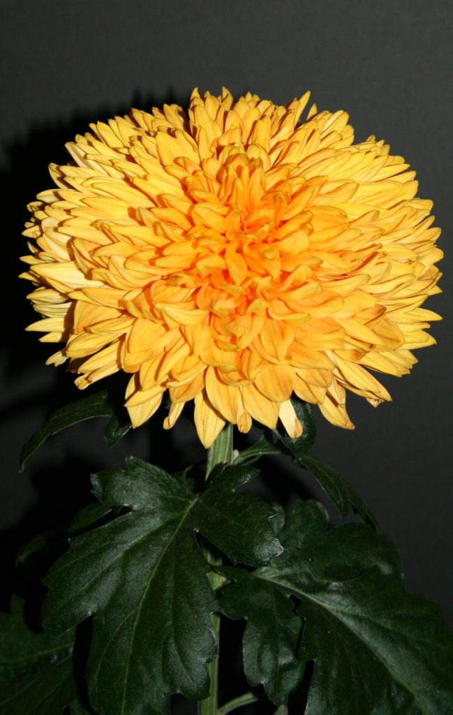 Honeyglow - Class 4 (2)