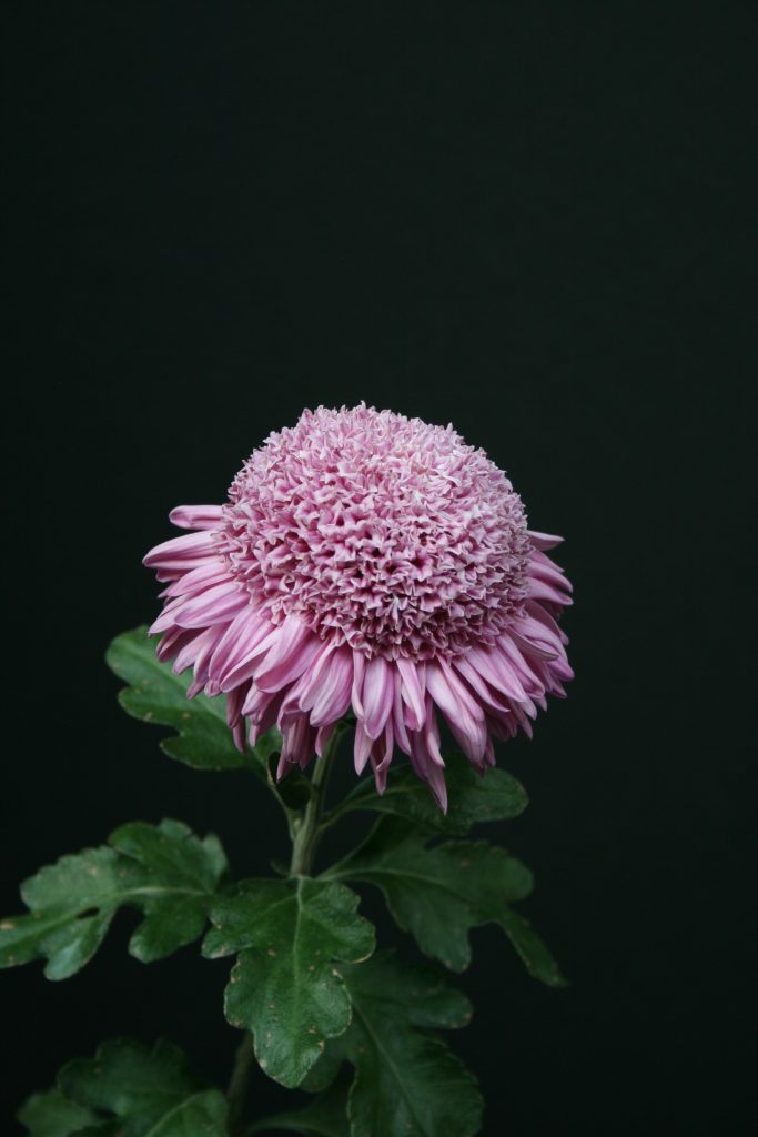 First Light - Class 8