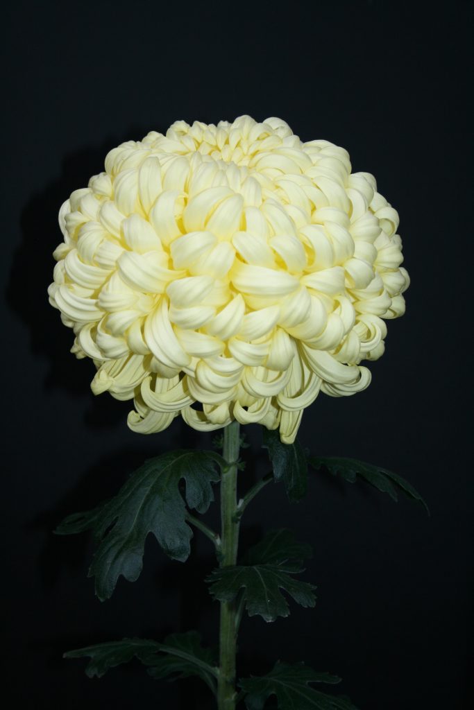 Flor Grande - Class 1