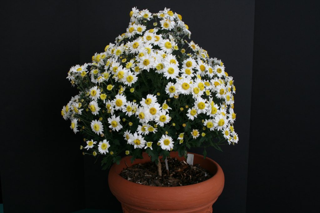 Gum Drop Tree - Class 8