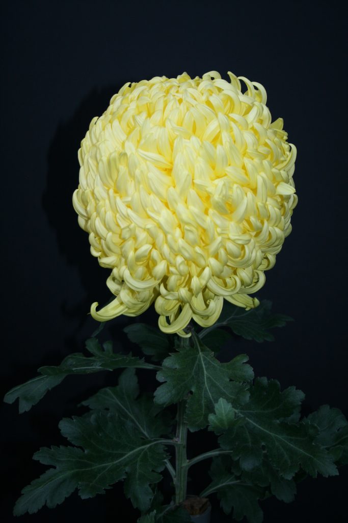 King's Pleasure - Class 1