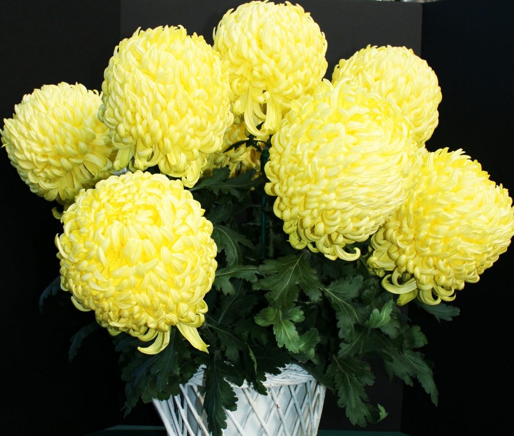 King's Pleasure as a Basket - Class 1