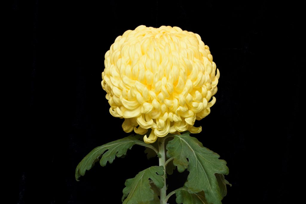 Kokka Senkin - Class 1