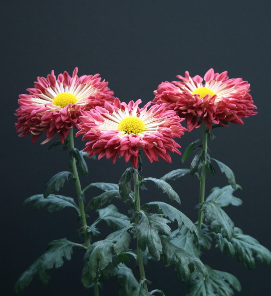 Redwing as Three-Bloom Entry - Class 9