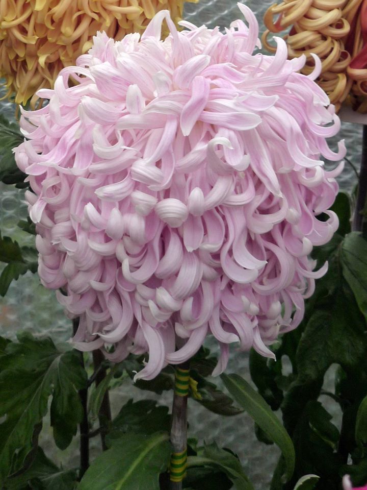 Rita Rover - Class 1