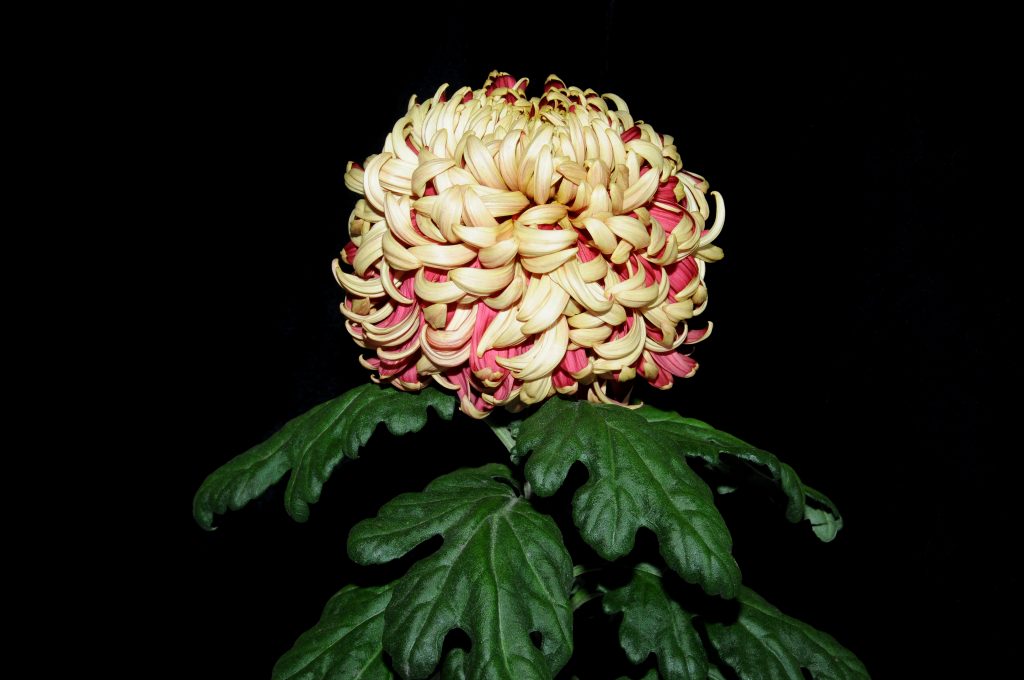 Jane Sharpe - Class 1