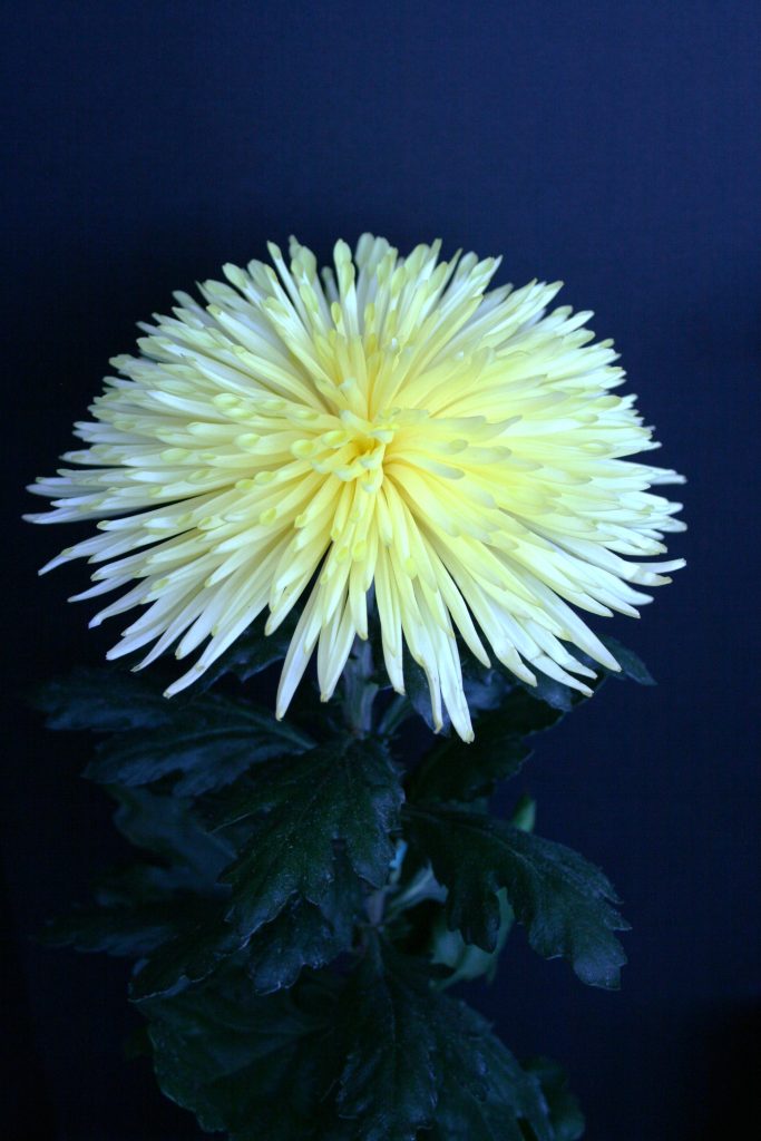 Yellow Delistar - Class 10