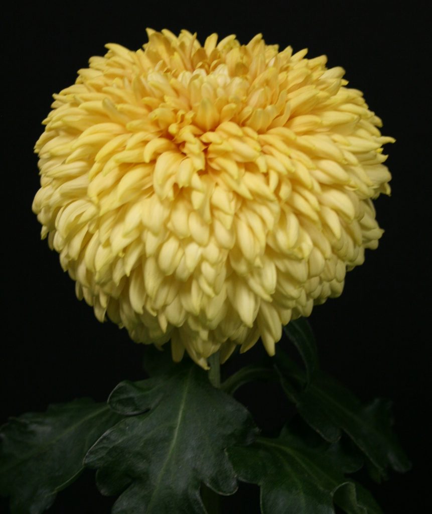 Apricot Courtier - Class 2