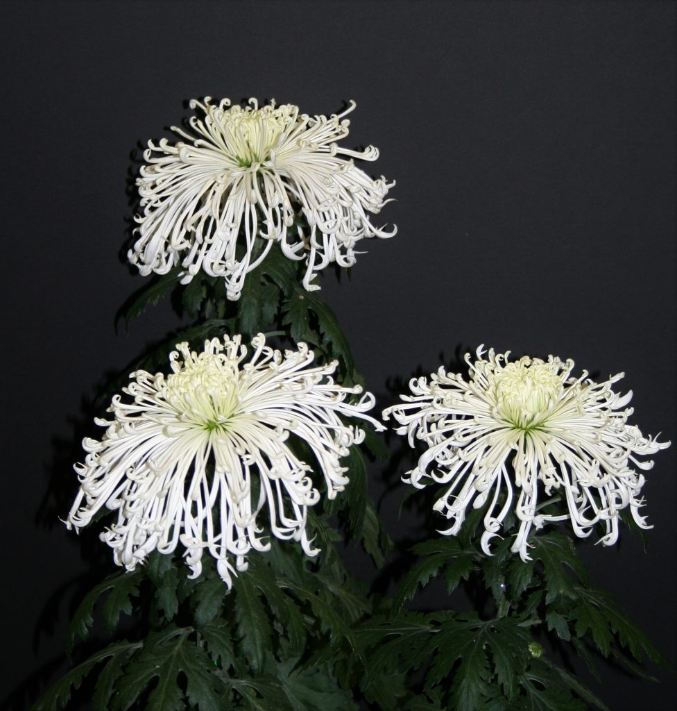 Icicles as Three-Bloom Entry - Class 11