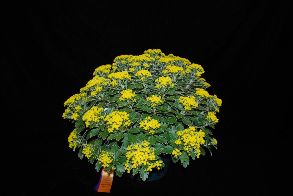 Chrysanthemum Pacificum - Class 13