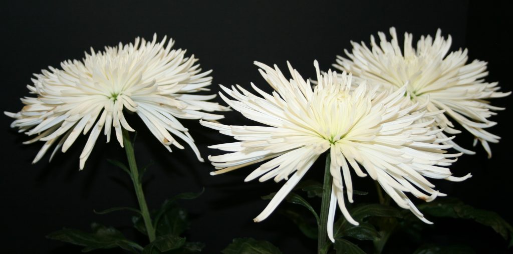 Delistar as Three-Bloom Entry - Class 10