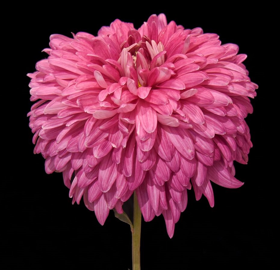 Dorridge Candy - Class 2