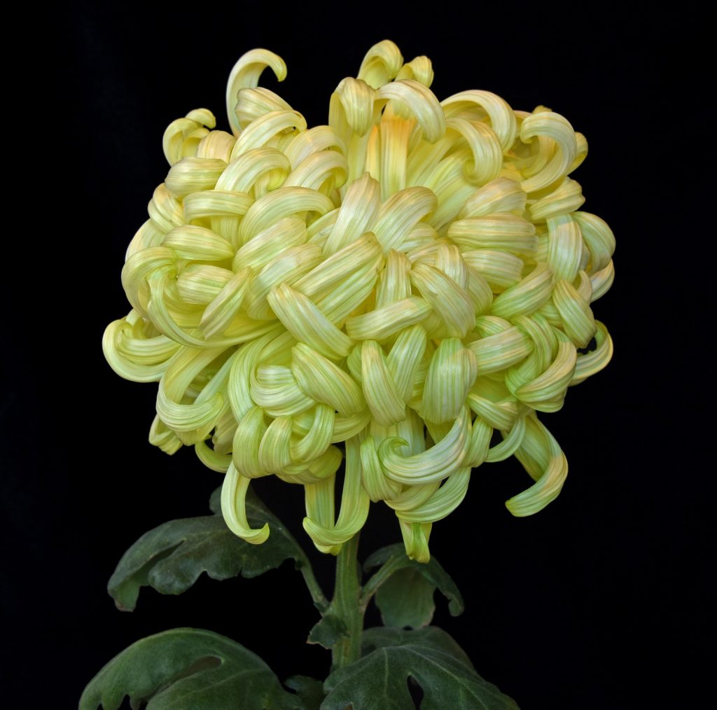 Greensleeves - Class 13