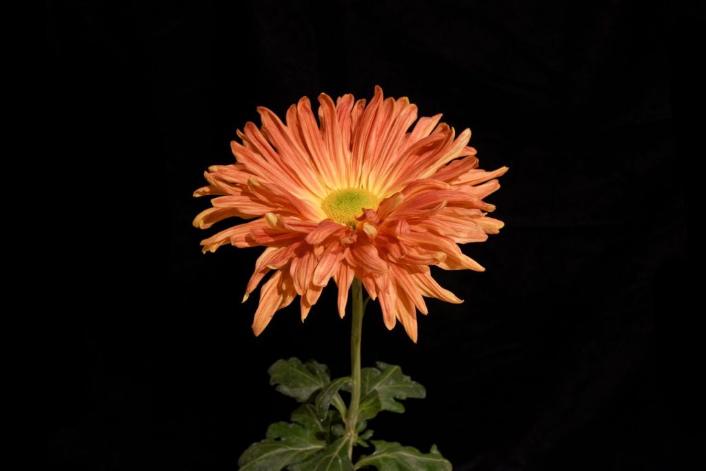 Hedin's Sun - Class 9 (13)