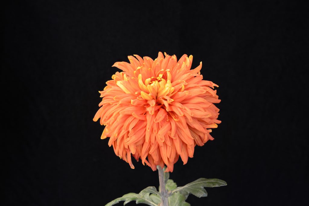 Indian Summer - Class 4 (2)