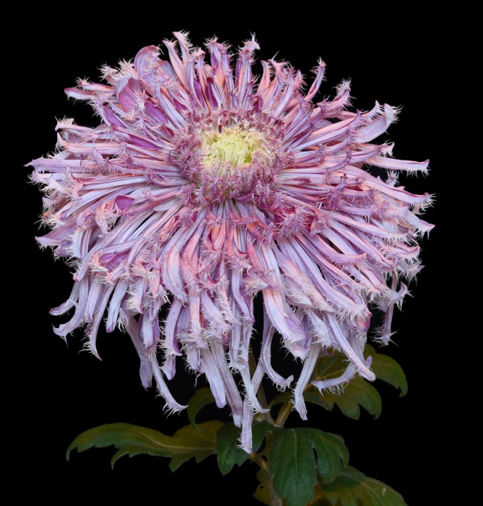 Lavender Ostrich - Class 13