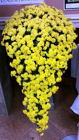 Megumi as a Cascade - Class 8