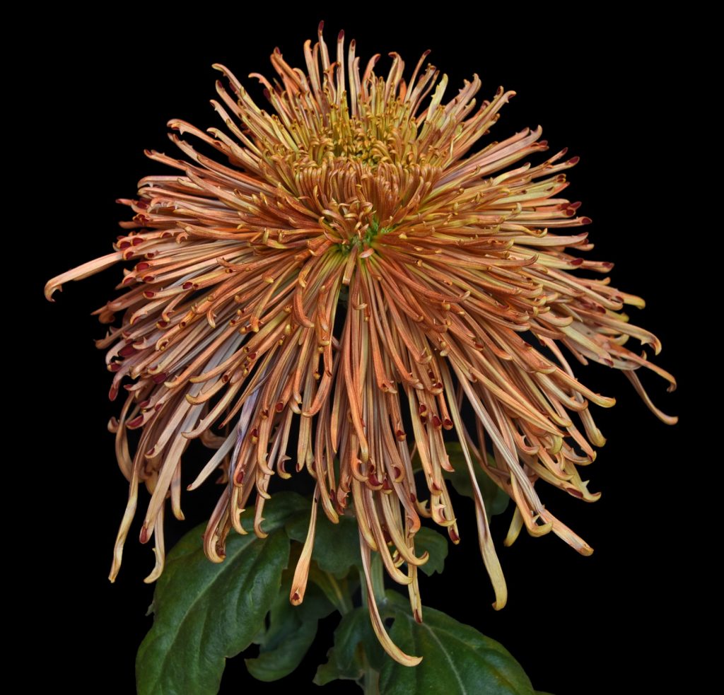 Monticello - Class 11 (10)