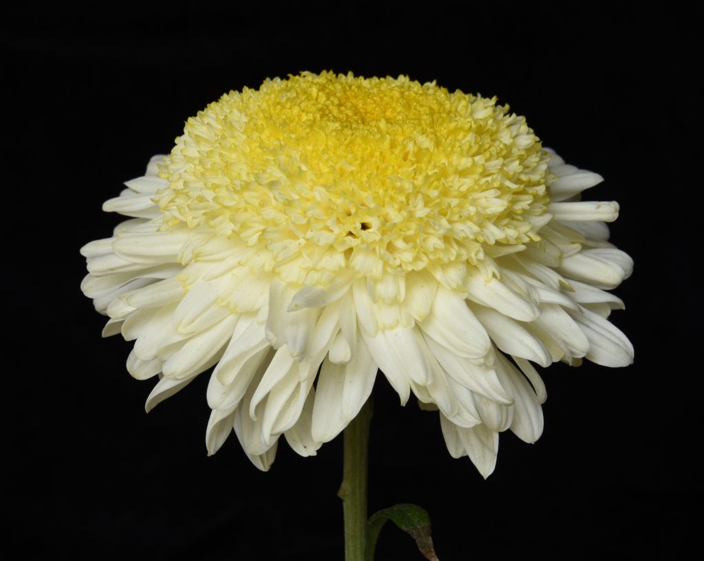 Powder Puff - Class 8