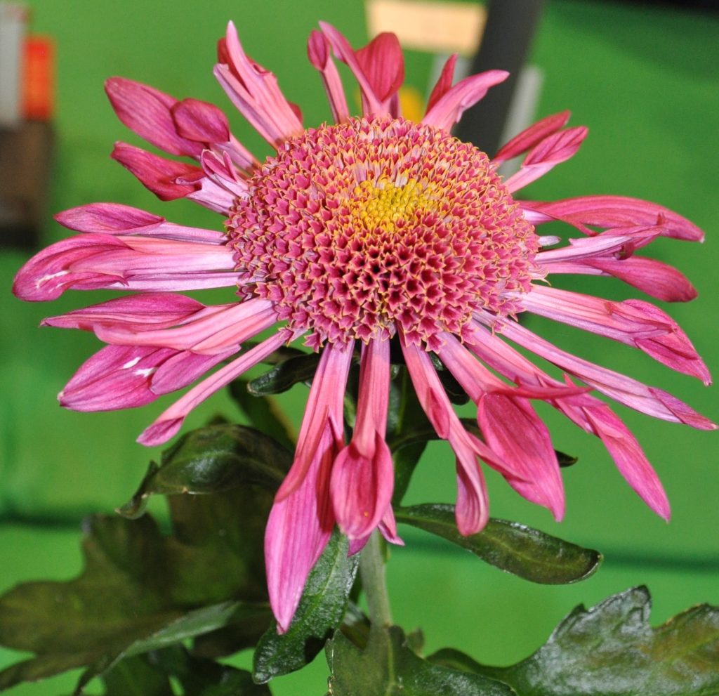 Purple Springs - Class 8