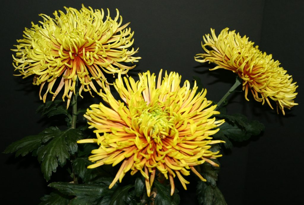 Saffina as Three-Bloom Entry - Class 10