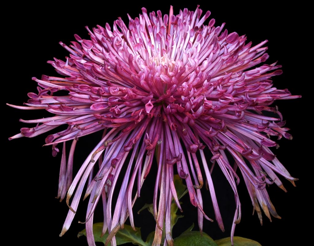 Seaton's Jessie - Class 10