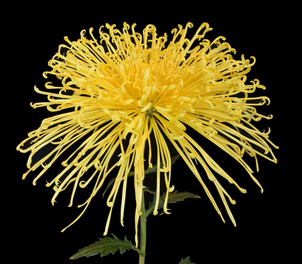 Senkyo Usuzo - Class 11