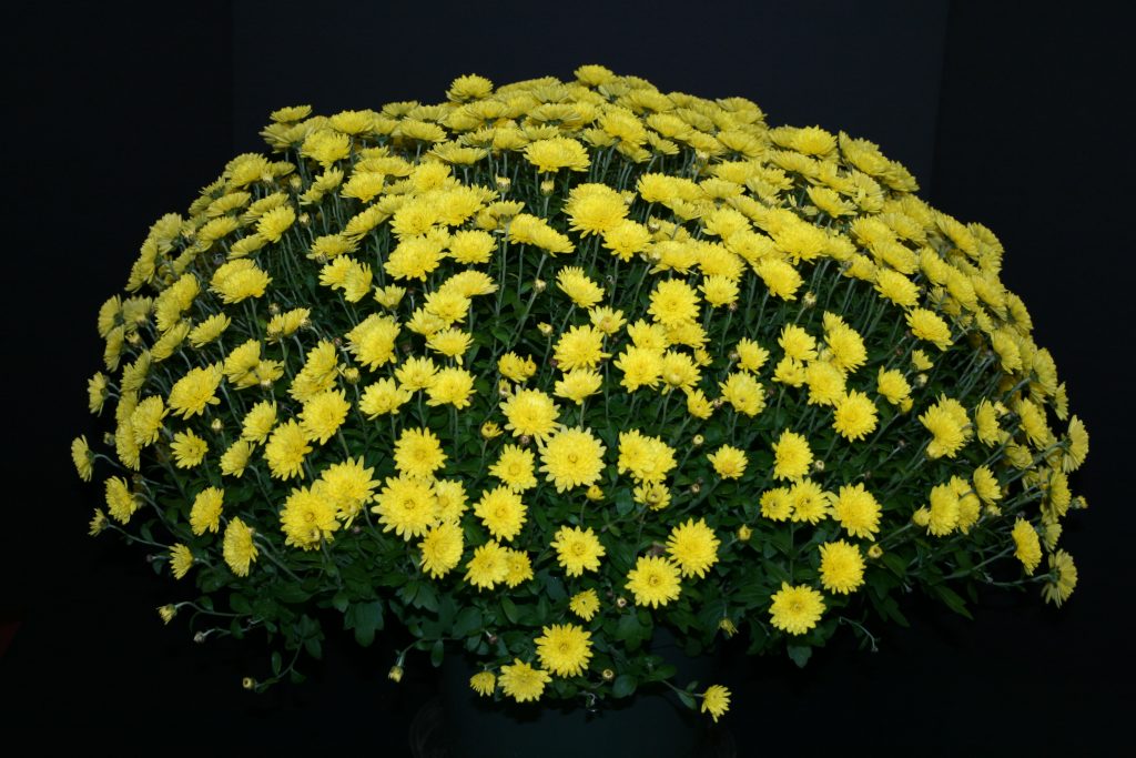 Veritas Yellow Belgian Mum as a Bush - Class 4