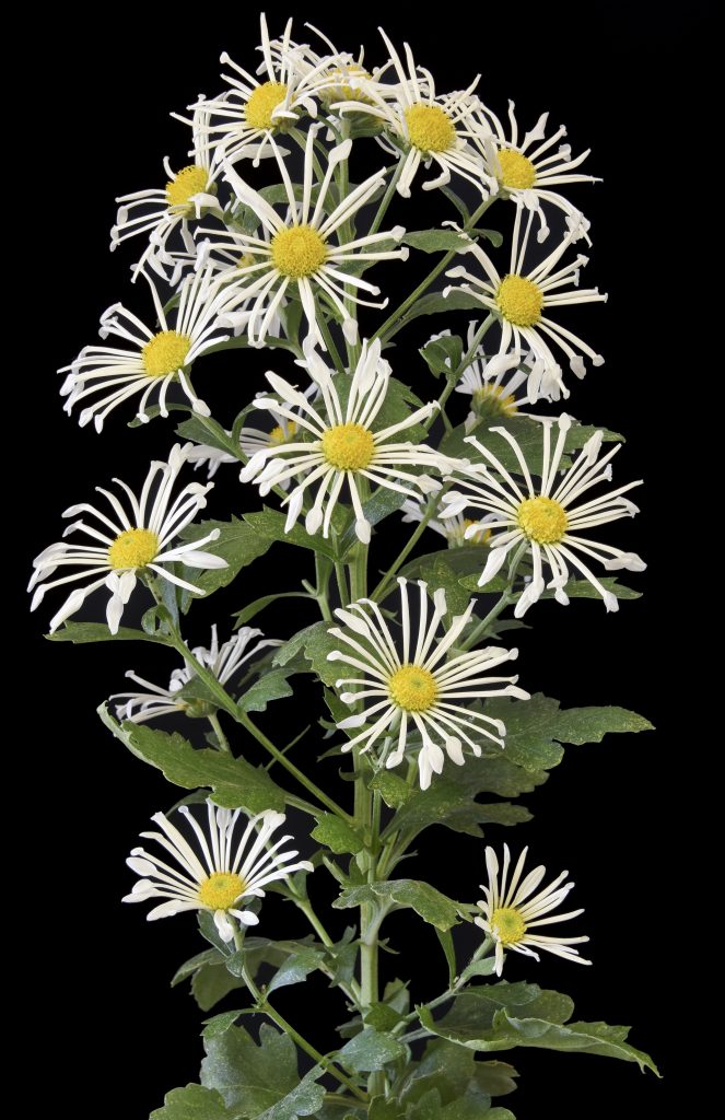 Vesuvio as a Spray - Class 8