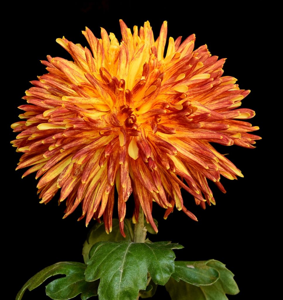 Western Bushfire - Class 4