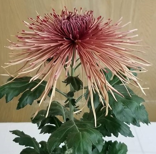 Western Voodoo - Class10