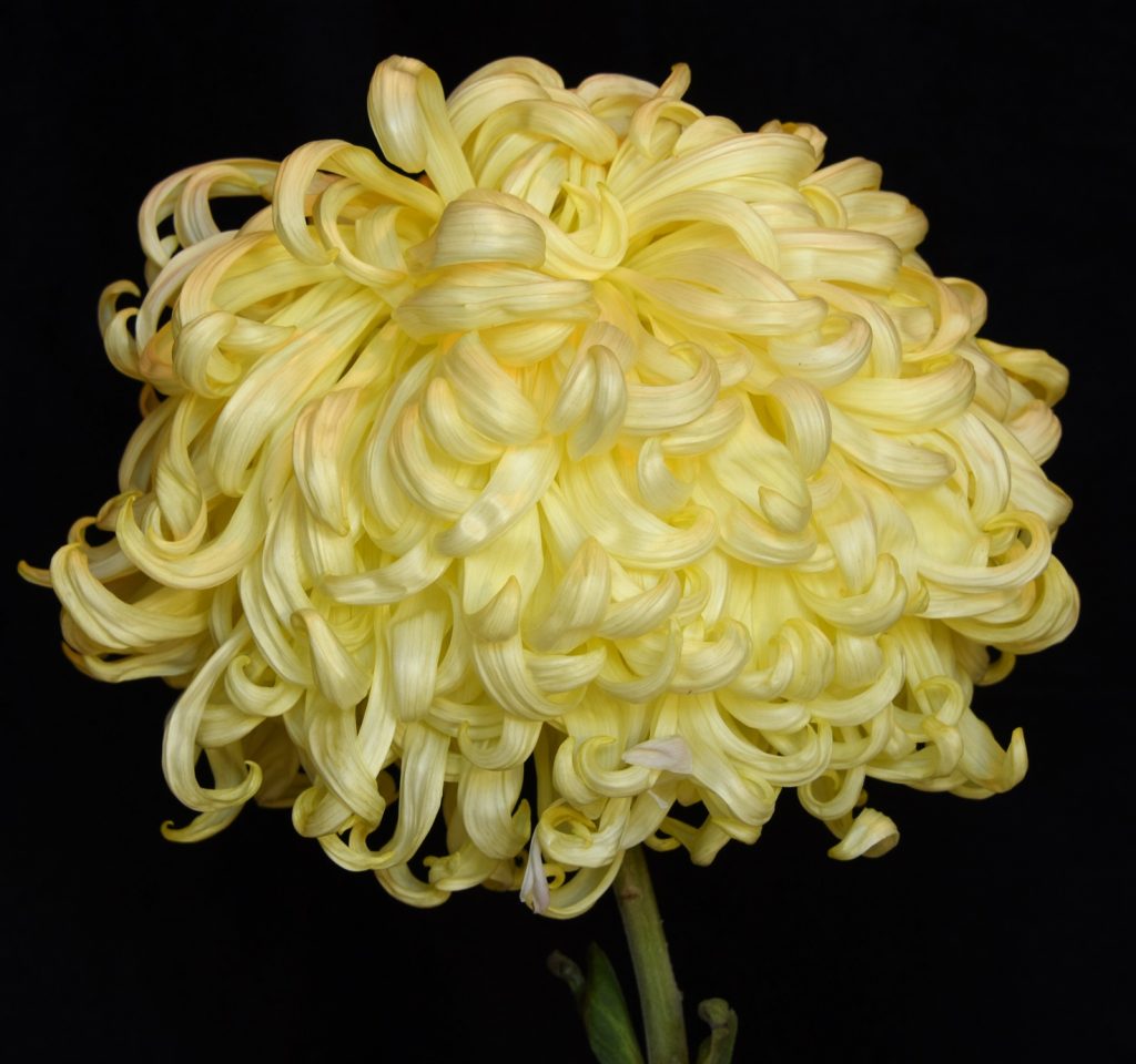 Yellow Duke of Kent - Class 2