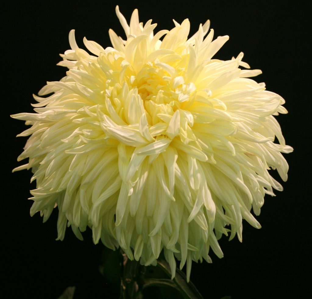 Yellow Leicester - Class 2