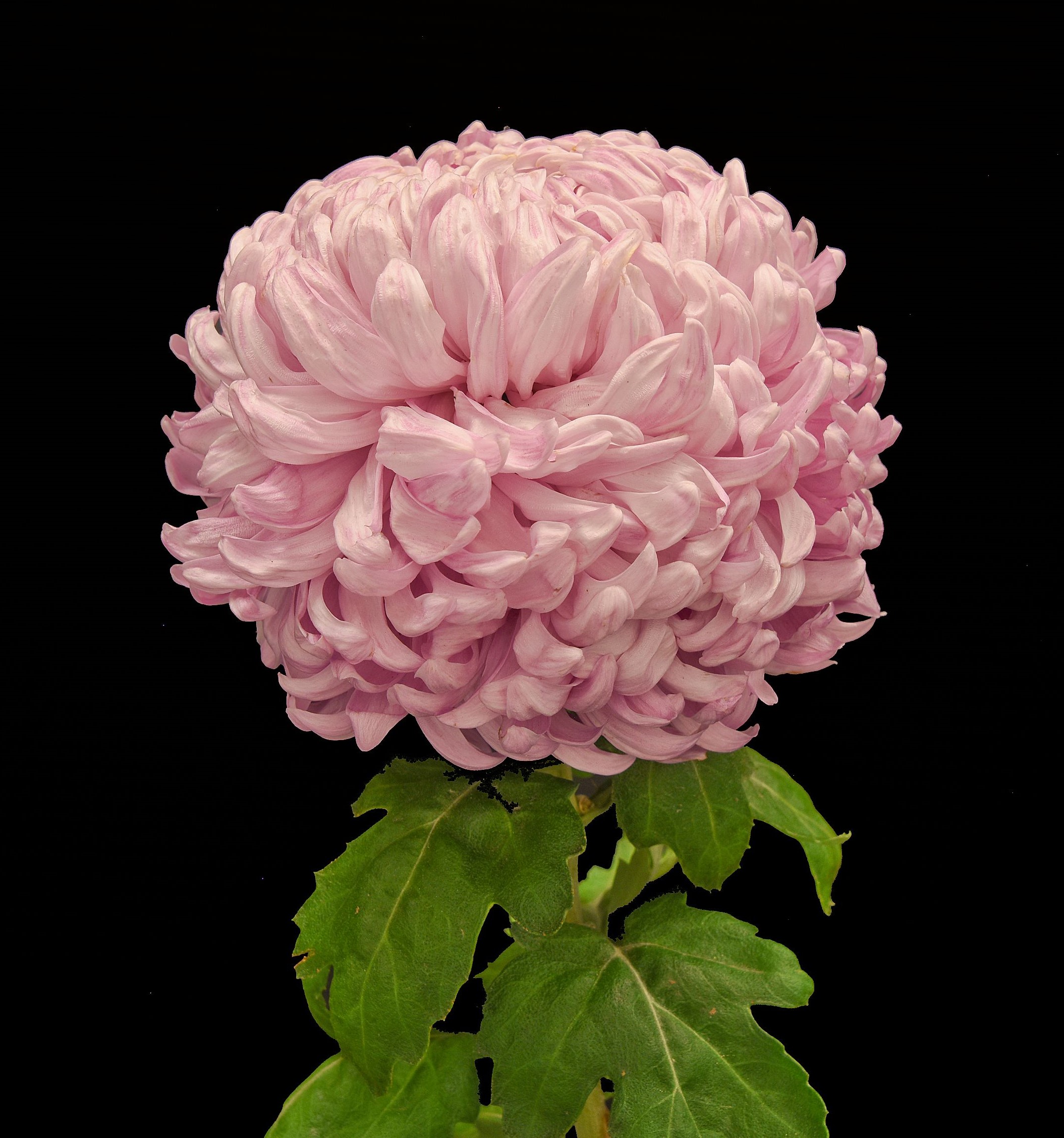 Jacqueline Pink Fusion Chrysanthemum (Chrysanthemum 'Jacqueline Pink Fusion')  in Reno Sparks Lake Tahoe Carson City Nevada NV at Moana Nursery