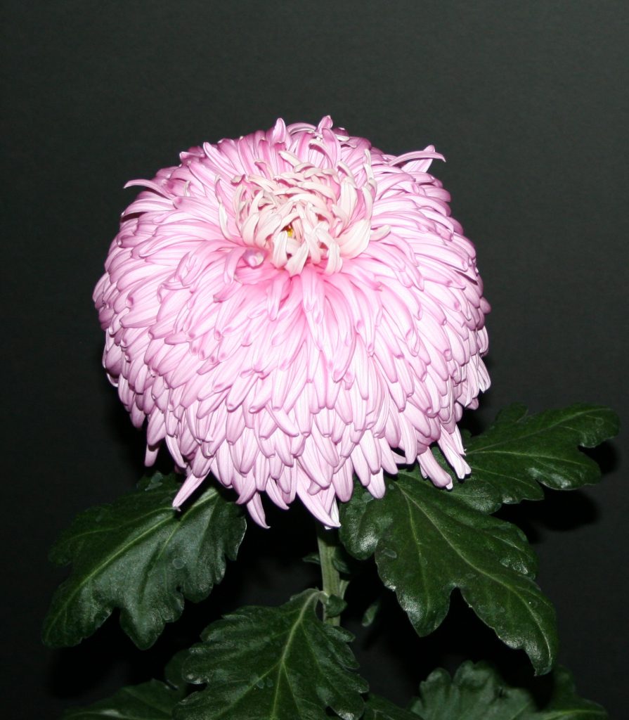 Bill Holden - Class 2