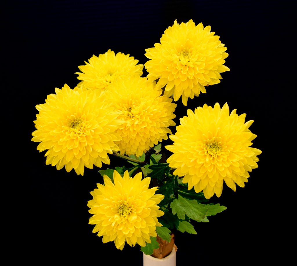 Chrystal Smiley as a Spray - Class 4