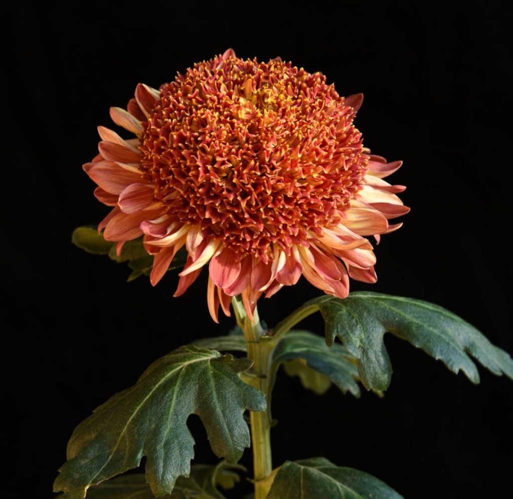 Seaton's Ruby - Class 8